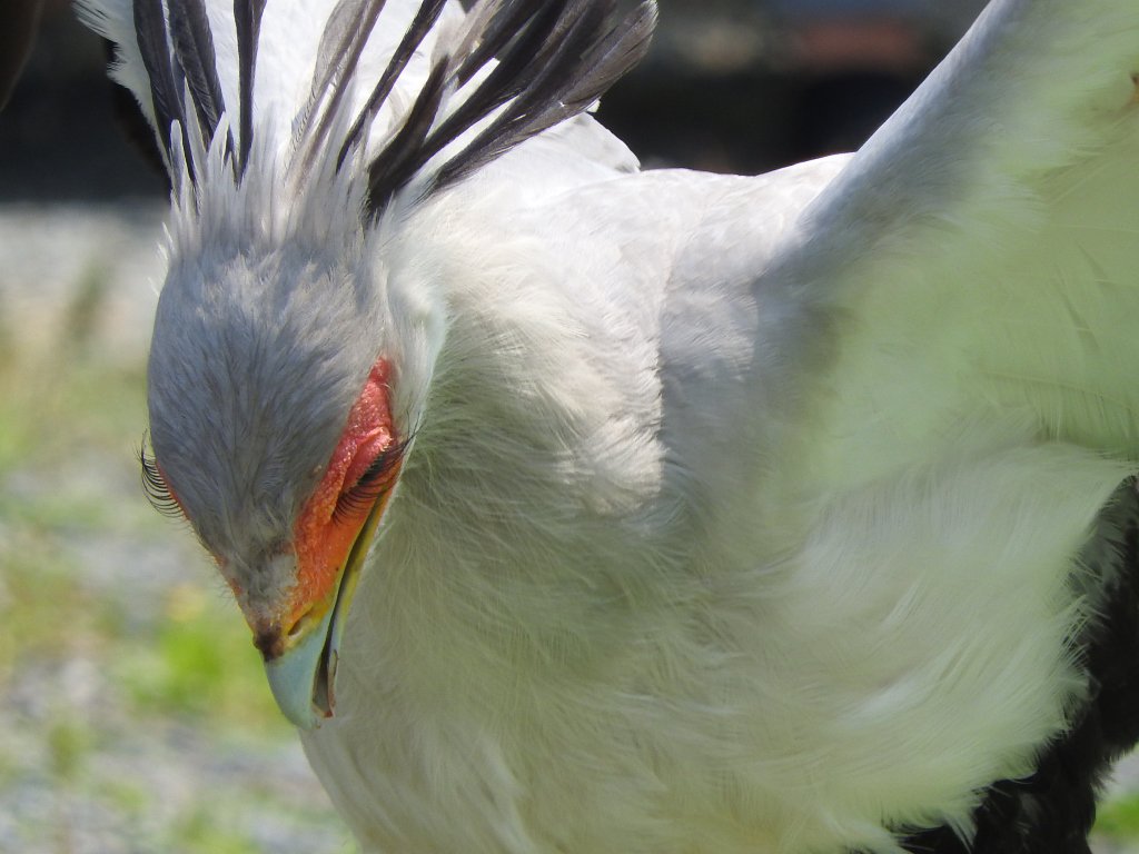 Ano Ang Ibig Sabihin Ng たまさか鳥 たまさかどり Tamasakadori Diksyon
