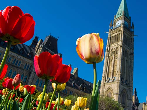 So many fun things happening for <a href="/CdnTulipfest/">Canadian Tulip Festival</a>  May 12-22 - proudly supported by Used.ca Ottawa! ow.ly/BdeQ30bakRW #ottawa #Canada150