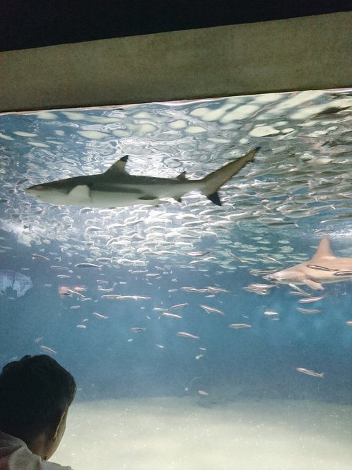 フグのtwitterイラスト検索結果 古い順