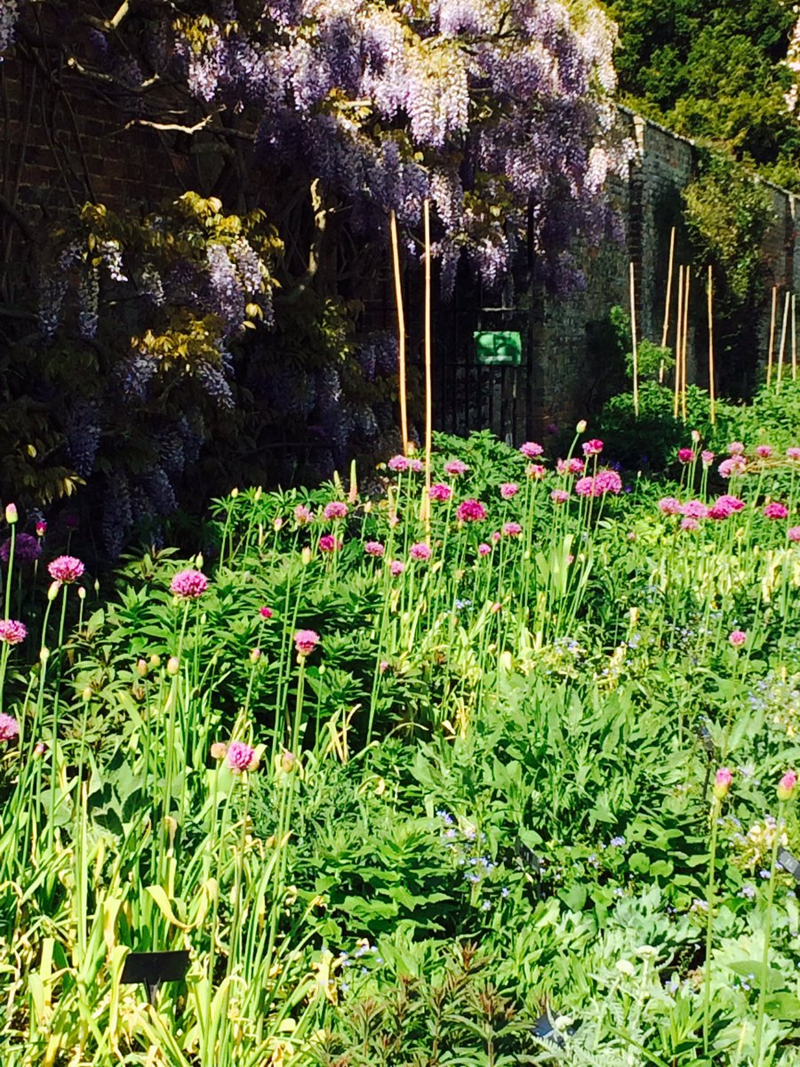 Alliums on the border <a href="/waterperry/">Waterperry Gardens</a> @artinactionSB