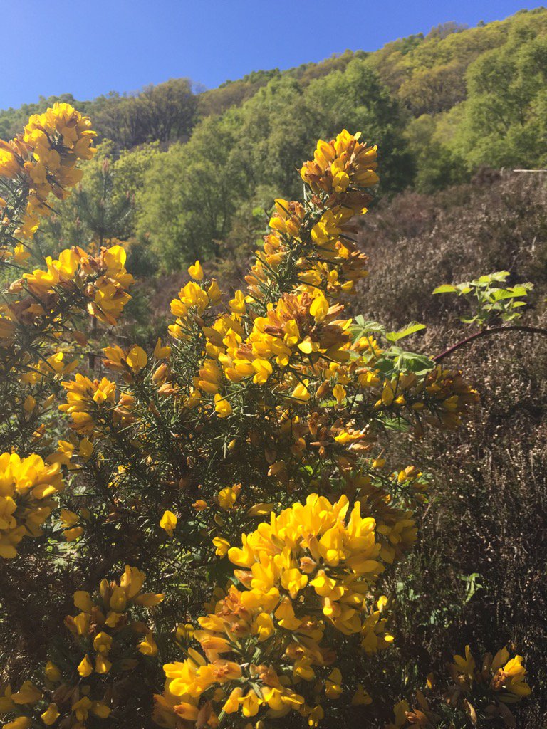 TheForagersKitc's tweet photo. Yellow and blue #gorse #dye #coconutscented but doesn't taste of it Recipes @TheForagersKitc https://t.co/8evmvuDqWV