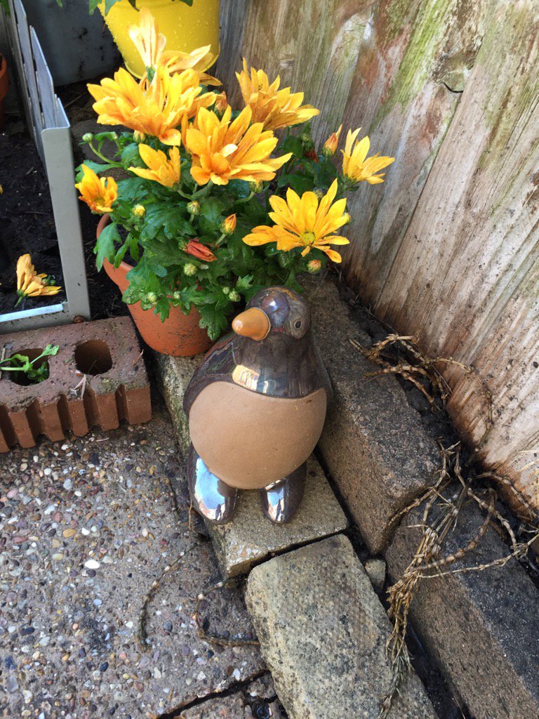 Now have a garden penguin. Life is complete 😊