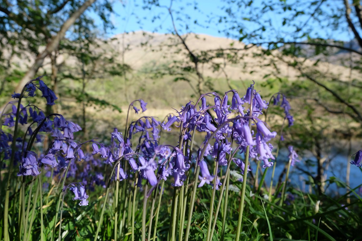 StMarysSpace's tweet photo. I'm just crazy about bluebells! 
#bluebells #flowers #Argyll #Scotland #photography https://t.co/JUmvXw4YH3