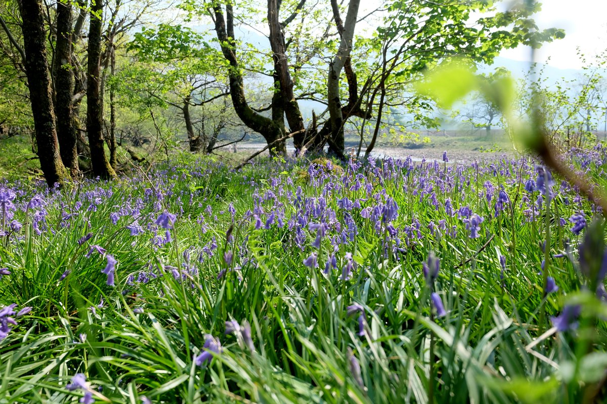 StMarysSpace's tweet photo. I'm just crazy about bluebells! 
#bluebells #flowers #Argyll #Scotland #photography https://t.co/JUmvXw4YH3