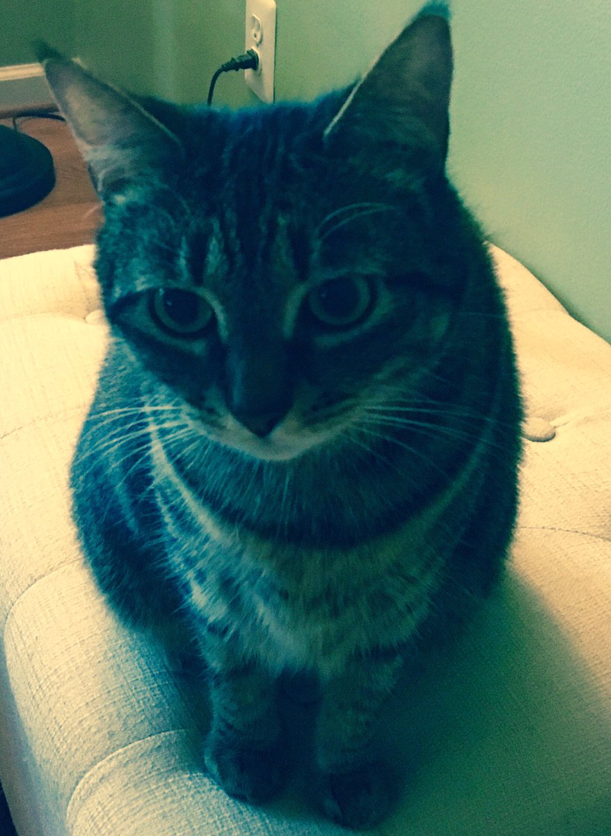 DenalitheCat's tweet photo. Sweet little face!
#denalithecat
https://t.co/pijWqxT6c3 https://t.co/PMq0ABzJ05