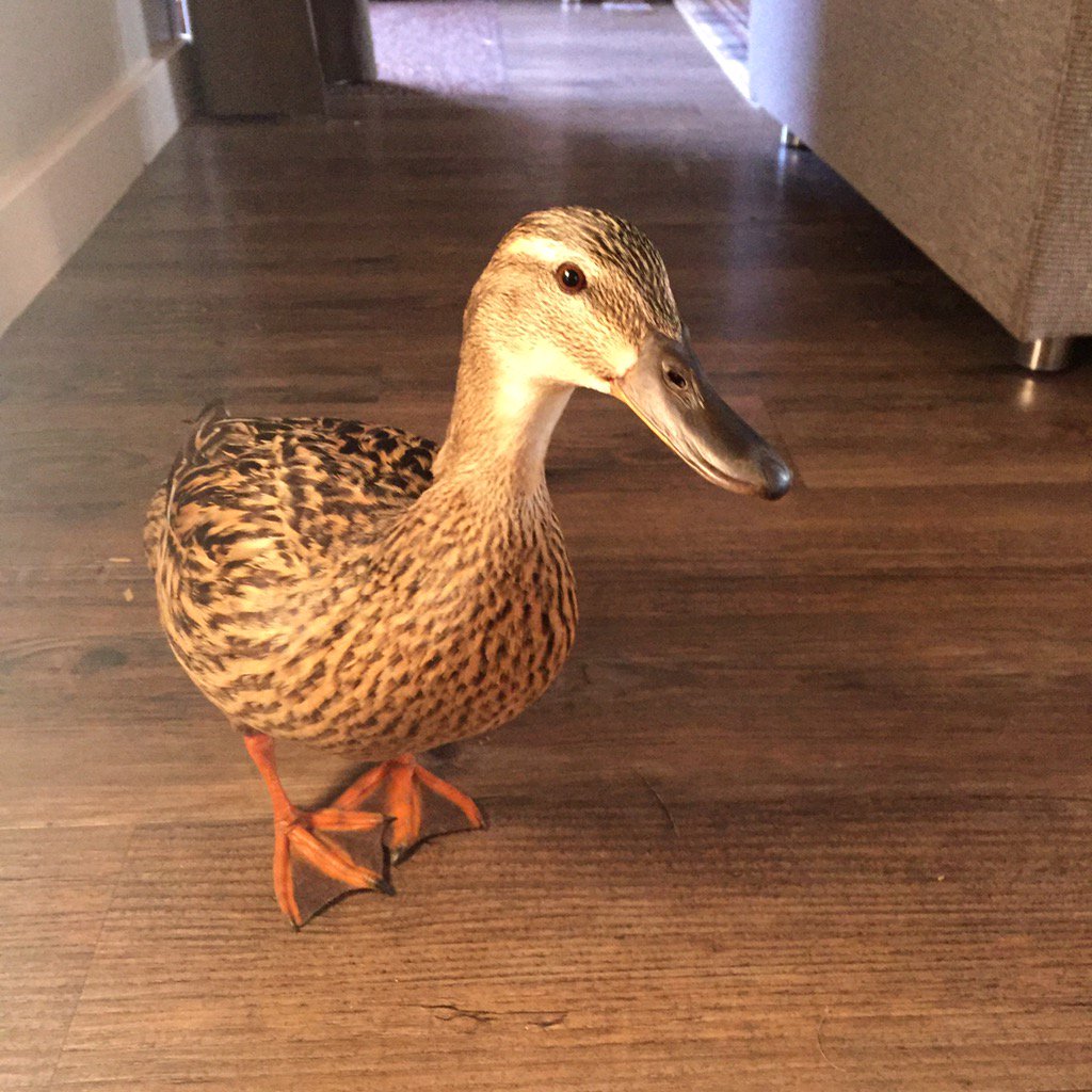 Duck in the villa