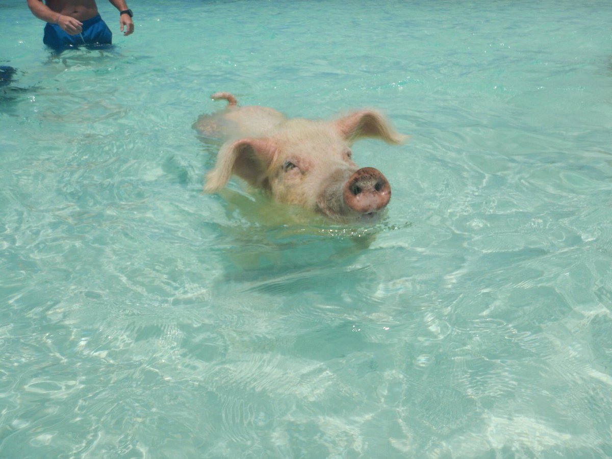 CarryOn_Carrie's tweet photo. I miss these piggies! Visiting the #swimmingpigs in #exuma was an amazing opportunity! #whenpigsswim https://t.co/yTKXbj6oep
