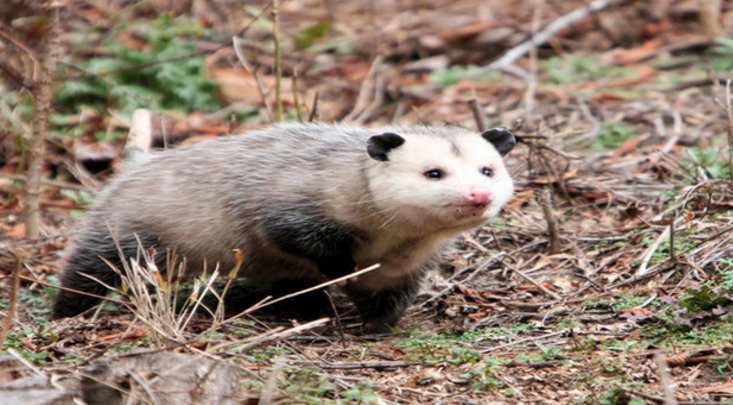 Man trying to scare opossums lights house on fire bit.ly/2paGNBg https://t.co/7UGdXpbUOM