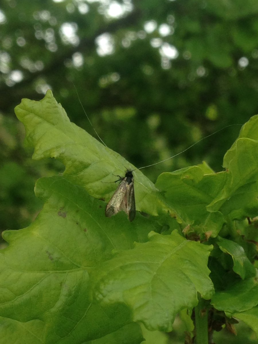 RoyNewnham's tweet photo. Longhorn moth @RSPB_SouthEast #RSPBPaghamhbr @SussexMothGroup @MothIDUK https://t.co/Bt5jb5qneR