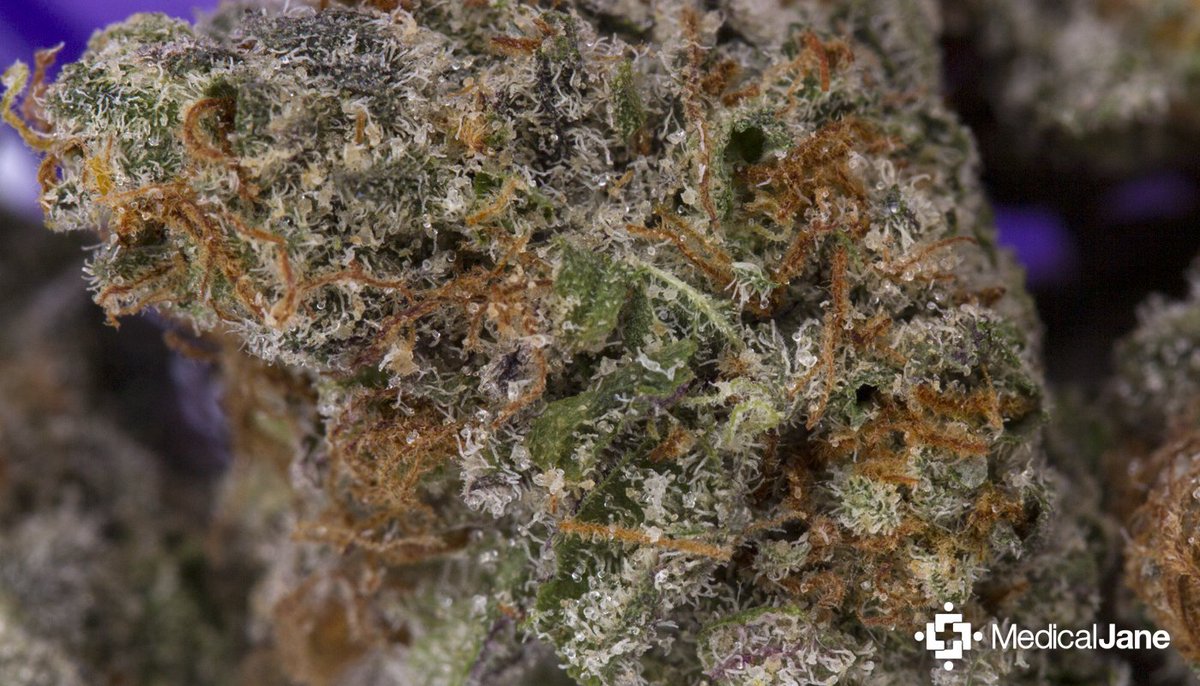 Society_420's tweet photo. Mr. Nice Guy | Indica | G13 (Indica) X Hash Plant (Indica) | #DailyStrain | #NugPorn | #Dope | #Dank | #Trichomes | #Flavor | #HighSociety | https://t.co/U7hPb1Rex2