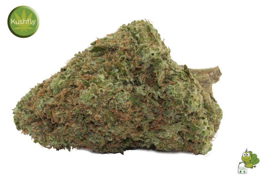 Society_420's tweet photo. Mr. Nice Guy | Indica | G13 (Indica) X Hash Plant (Indica) | #DailyStrain | #NugPorn | #Dope | #Dank | #Trichomes | #Flavor | #HighSociety | https://t.co/U7hPb1Rex2