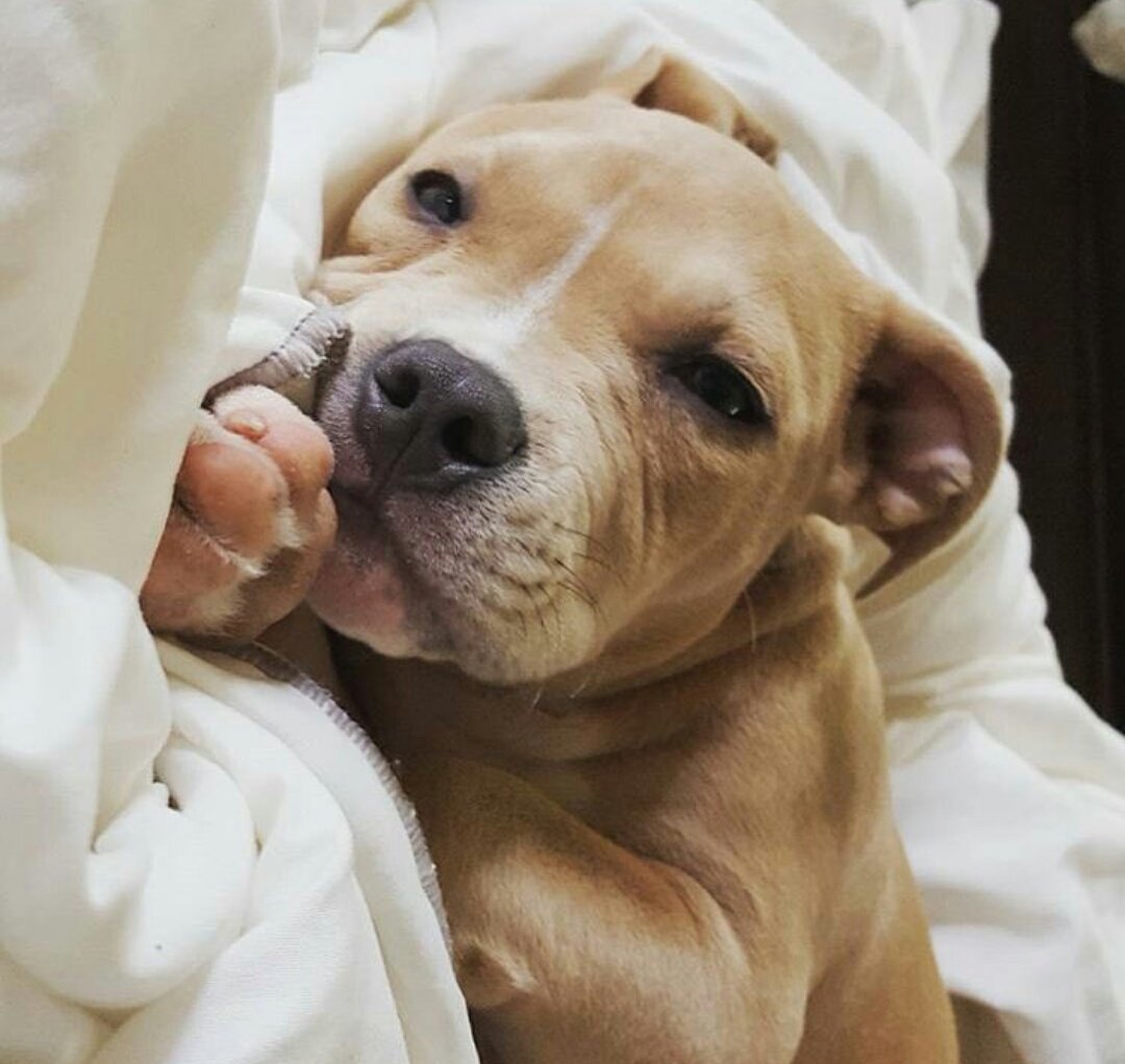 Pit Bulls 🐶 (@pitbuiis) on Twitter photo 