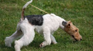 EarSolv's tweet image. Does your dog constantly pull you along when on the lead? - dogtrainingdiaries.co.uk/does-your-dog-… your dog constantly pull you ...