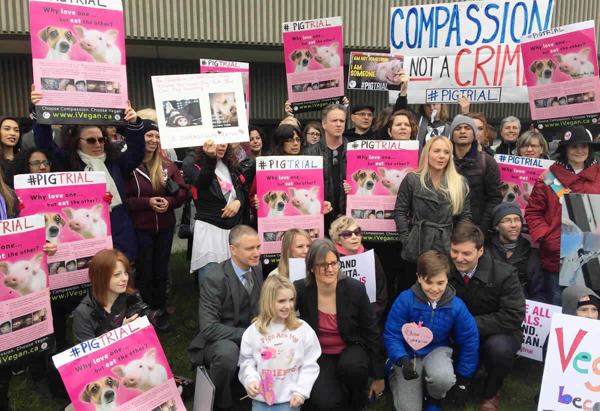 peta's tweet image. ICYMI: @TorontoPigSave founder on #PigTrial is found not guilty of giving water to pigs on the way to slaughter! peta.vg/1y0z