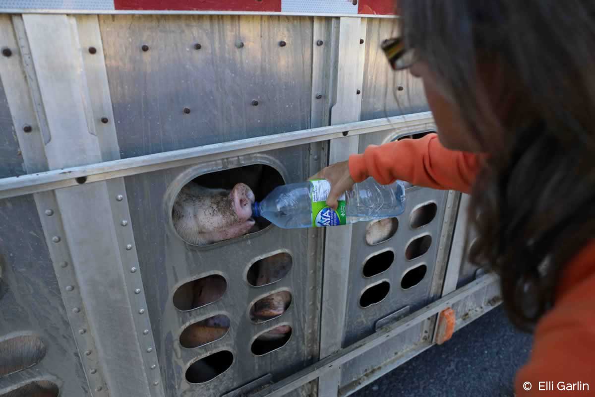 peta's tweet image. ICYMI: @TorontoPigSave founder on #PigTrial is found not guilty of giving water to pigs on the way to slaughter! peta.vg/1y0z