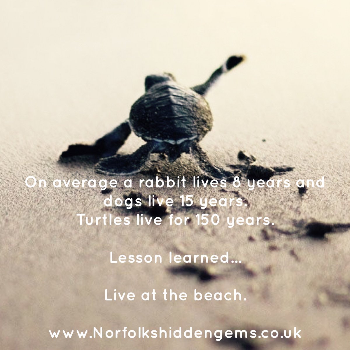 Broadside Cottage tweet media