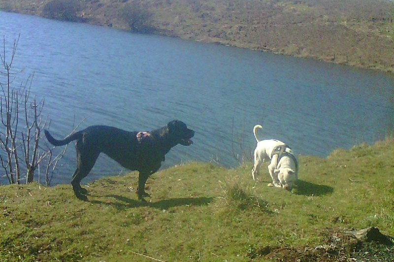 HaylieSanctuary's tweet photo. Walkie Time Cooper And Macey at the Resivour https://t.co/5QBZxmj9nU
