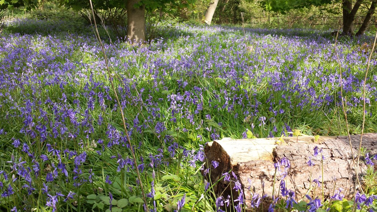 NorfolkHoneyCo's tweet photo. A hidden gem at my queen rearing apiary. Check out my Beekeeping Youtube Channel #Beekeeping #Honeybees #LearnBeekeeping #BeekeepingLessons https://t.co/uZkSq2WQMd