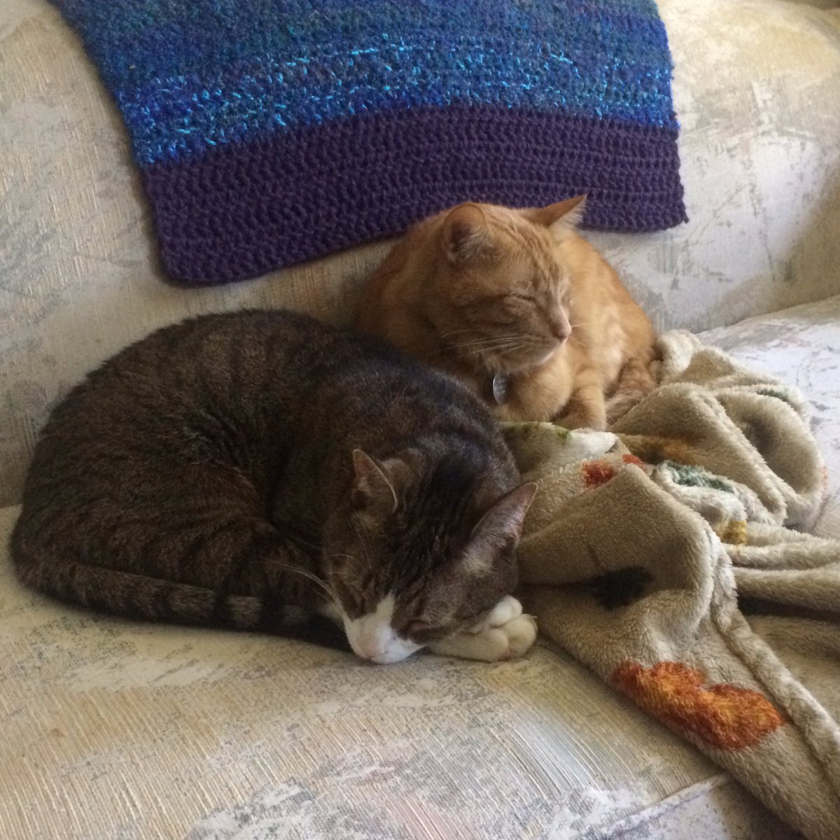 melas0407's tweet photo. Sweet boys 😊#Darcy #Chaucer https://t.co/wYhYzXAgNc