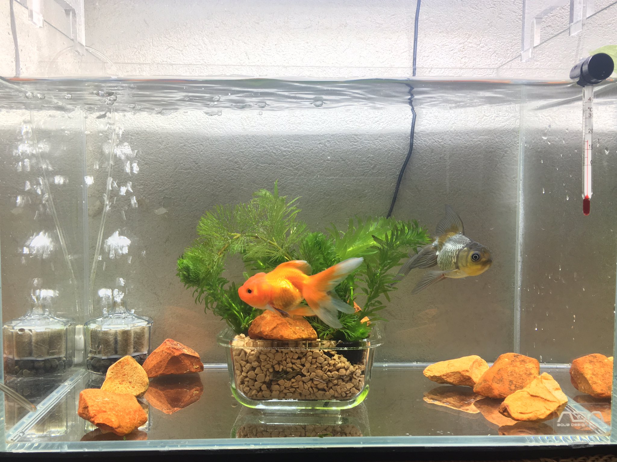 夜 虎 ぶん 青文魚 とみく オランダ獅子頭 の同居成功 導入当初 ぶんがみくを追い回し ヒレを齧ったりお腹をつつきまわしたりしてたんですが あからさまな嫌がらせ行為はなく 中仕切りをつけて飼育していたのですが 取っ払いついでにベアタンク