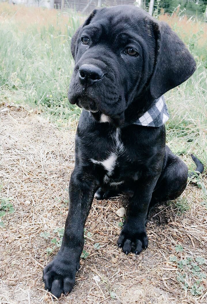 MorganeLachips's tweet photo. Baby Nala the cutest. #8weeks #CaneCorso #dogslife #puppylove 🐶🎀 https://t.co/jrDTOkm4yf