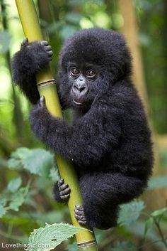 ArenaPets's tweet photo. So adorable😍😍

#animals #baby #cuteness #animallover #love #wildlife #sharee https://t.co/lmPp9qRFCY