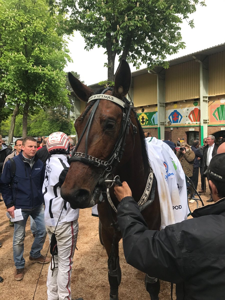 LeTrot's tweet photo. [☘️ #TrophéeVert ☘️] Bingo d'Attaque gagne avec autorité la 4ème étape du Tour de France🇫🇷des pistes en herbe à #Bernay avec @gabigelormini https://t.co/OKtCxkwr8t