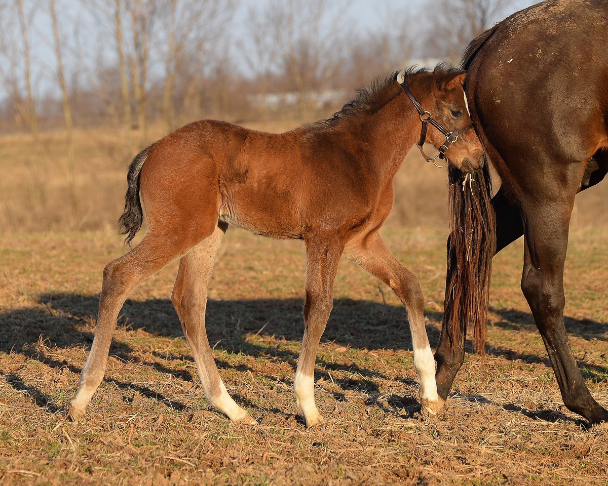 Dromofarm's tweet photo. I want to win the Kentucky Derby when I grow up #alwaysdreaming @ToddPletcher @WinStarFarm @TerryFinley11 @DreamingColt https://t.co/Wf0mCcqzkz