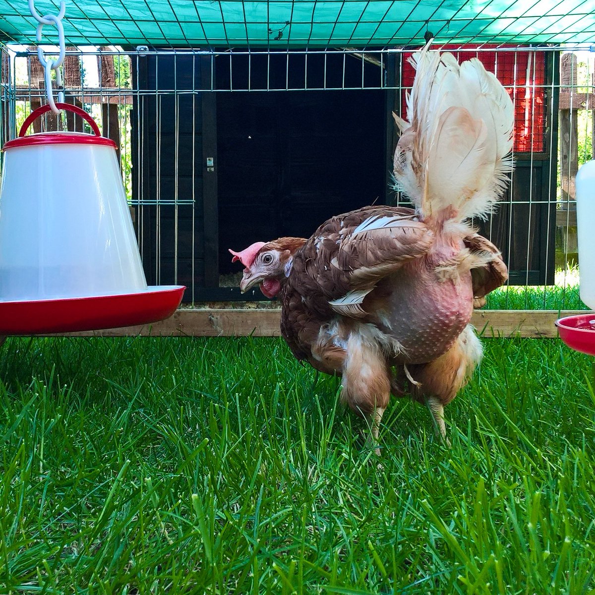 New girls Oleander &amp; Fern. 17 months old ex-battery hens. Due to be killed but rescued by British Hen Welfare Trust who found new homes. ❤