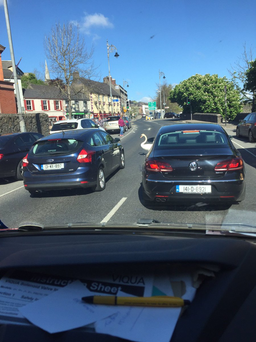 Swan crossing the road in Enniscorthy