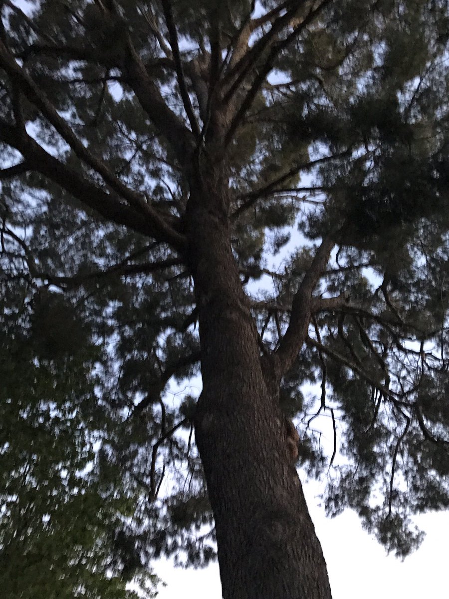 DvinMsM's tweet image. Pls Help us fight #CityHall Why R they helping #greedydevelopers violate #tenantsrights &amp;amp; #CEQA LAW? #SavetheTrees gofundme.com.ln.is/GaxCt