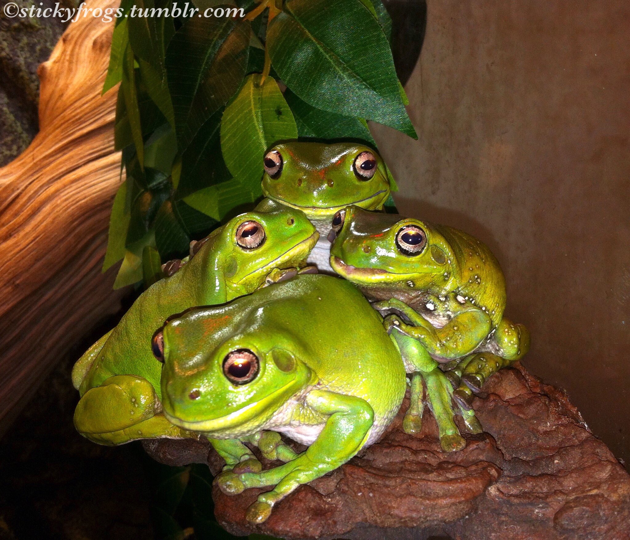Sticky Frogs on X: Today's Important Frog Meeting was Very Secret! Gumby  was on lookout while everyone else talked about Secret Frog Things!   / X