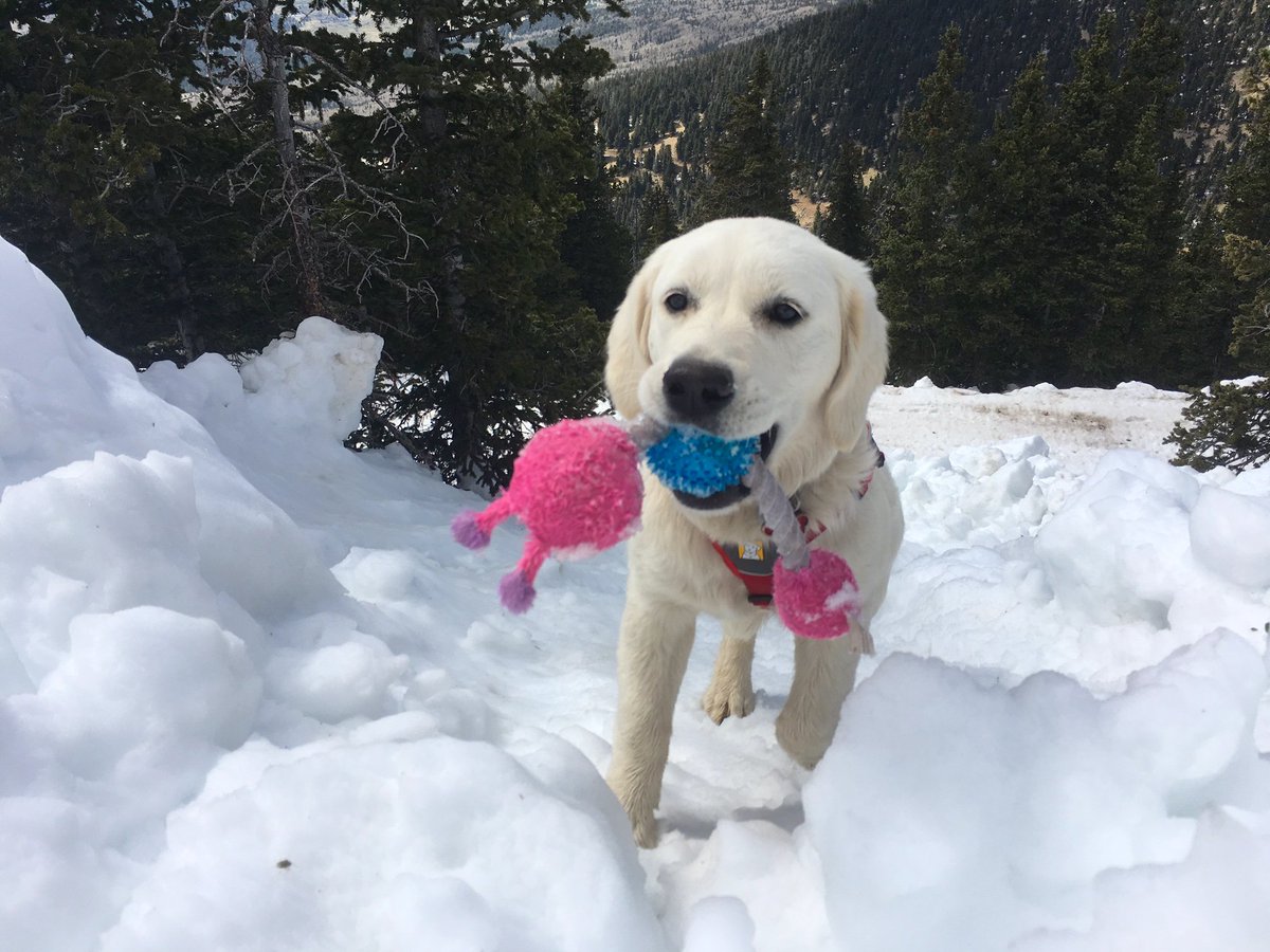 AZSnowbowl's tweet photo. Ava is enjoying the last day of the winter season! Tickets are FREE! Agassiz lift is open 10a-4p. #azsb #whereisava #flagstaff #LastToClose https://t.co/uKSTaIwbNq
