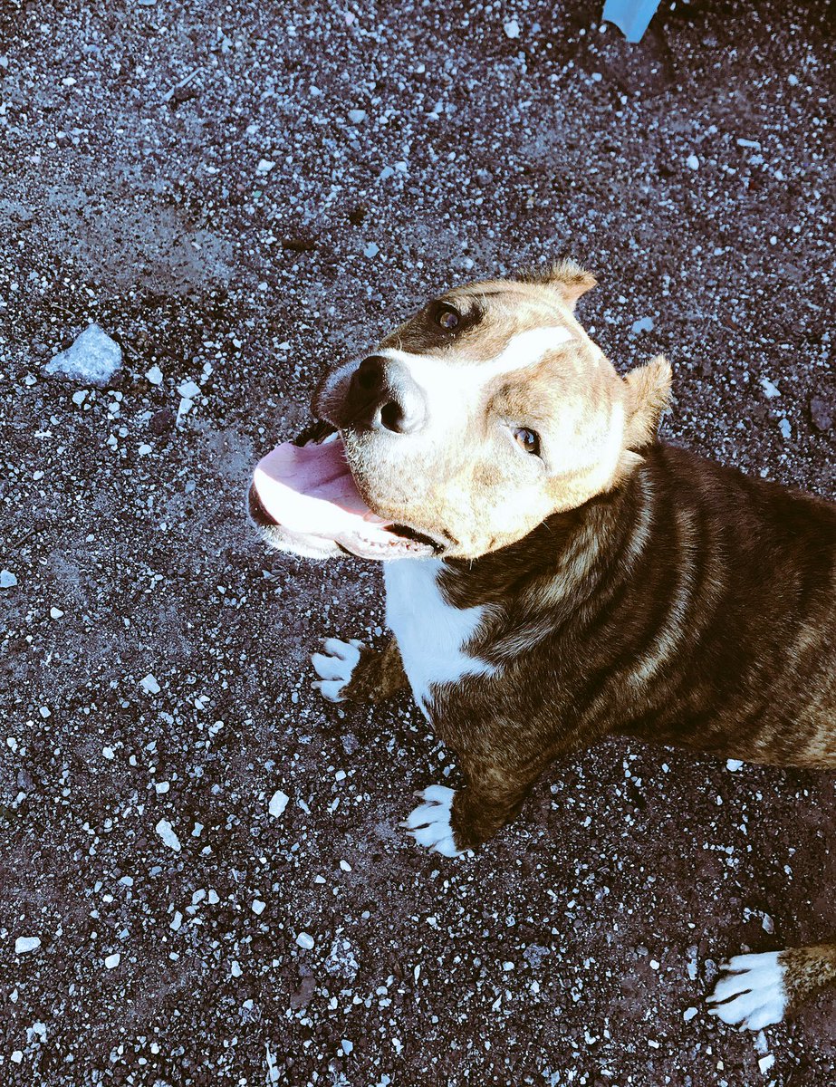 My son 🐕💙