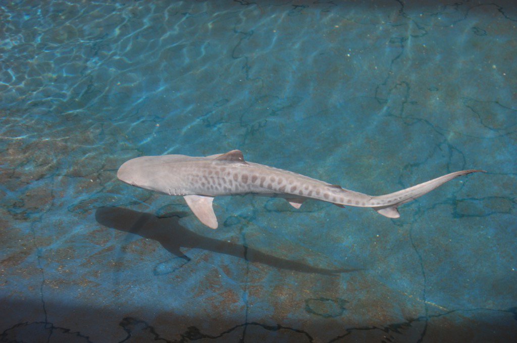 OutdoorsCook's tweet photo. Tiger shark! https://t.co/2nNaN1IZkE