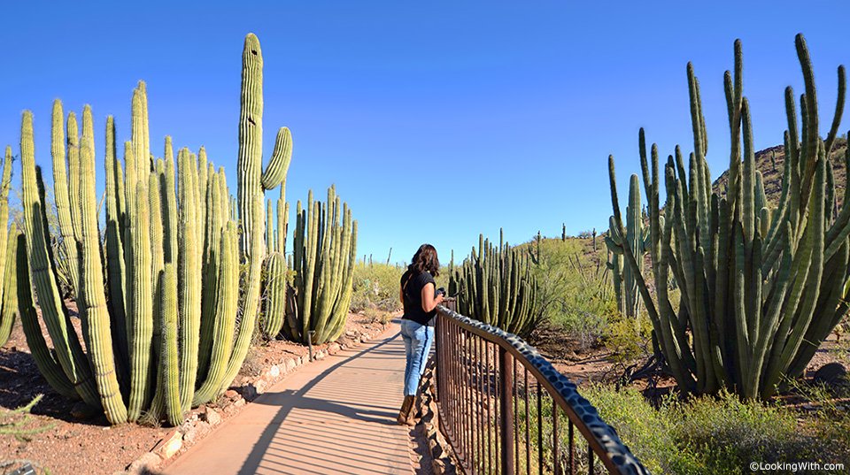 LookingWithCom's tweet photo. Looking With Twenti, https://t.co/1xuBPRf98Y
#LookingWith #DesertBotanicalGarden #BotanicalGarden #SonoranDesert #Arizona #AZ #phoenix #USA https://t.co/kOjOHVnMOV