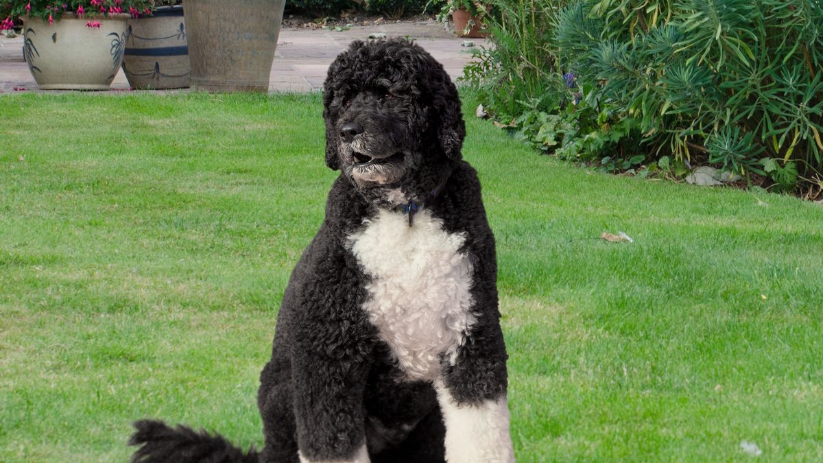 aimsrn72's tweet photo. Bo Obama Issues First Public Bark Since Leaving White House https://t.co/TXIe2q3AW3 by #TheOnion via @c0nvey https://t.co/3DnE78IRev