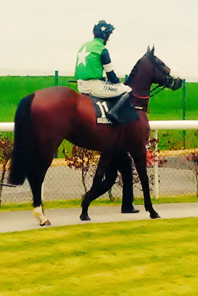 desertdove7's tweet photo. @GordonElliottRC @zoe_murphy1 @brandequine #GoodLuck 🍀🏇#SafeRound #Dawerann &amp;#JackKennedy #RoscommonRaces #Tomorrow #GordonElliottRC https://t.co/80AtifMgJb