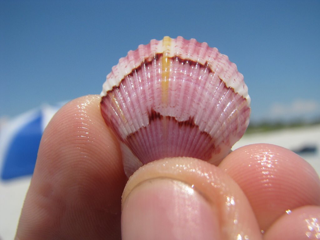 Blithe_Beccah's tweet photo. @TheGiftOfWater @FaeGypsy --the shell to show acceptance. "Here..." https://t.co/WQFMwijjJu