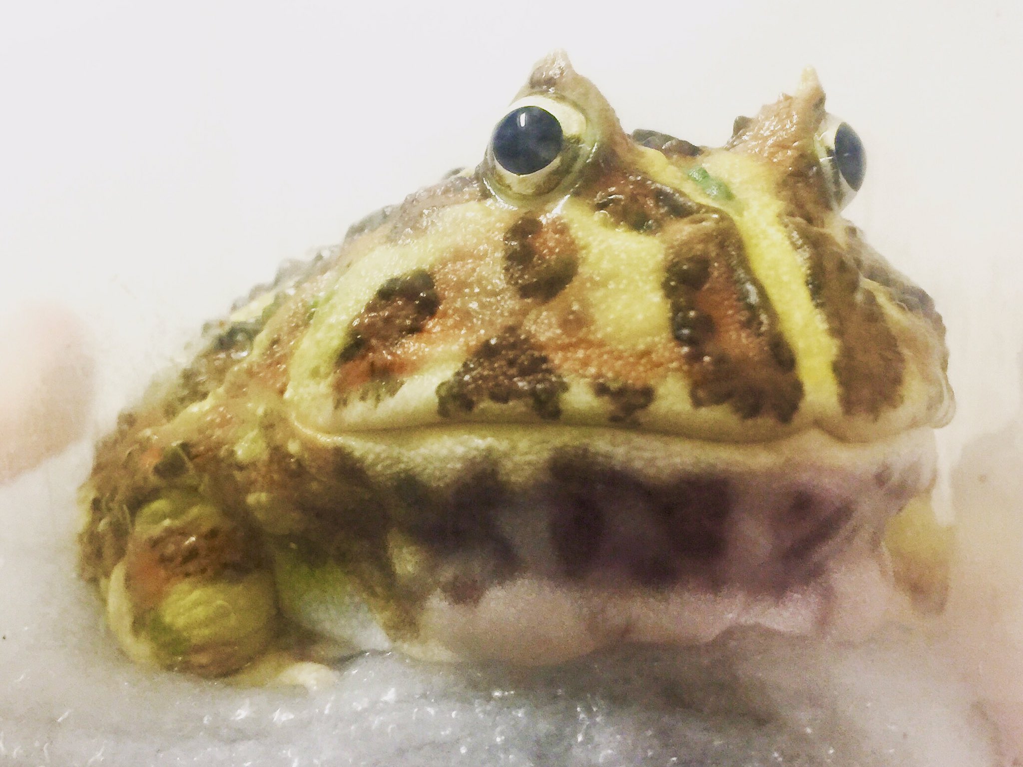 ふにふにかめゆき 今宵もミッドナイトゲロゲロ この小さい身体であの大きな鳴き声は やはりすごい 蛙 かえる カエル ツノガエル クランウェルツノガエル 夜鳴き Frog Hornedfrog Cranwellshornedfrog Pacmanfrog T Co Ofutsnf3kw