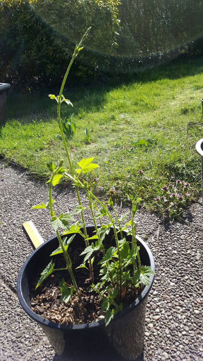 Amerikaanse #hopplanten te koop: #cascade , #centennial , #willamette en #chinook : tinyurl.com/lxn7tzt #hop #hobbybrouwen #bier