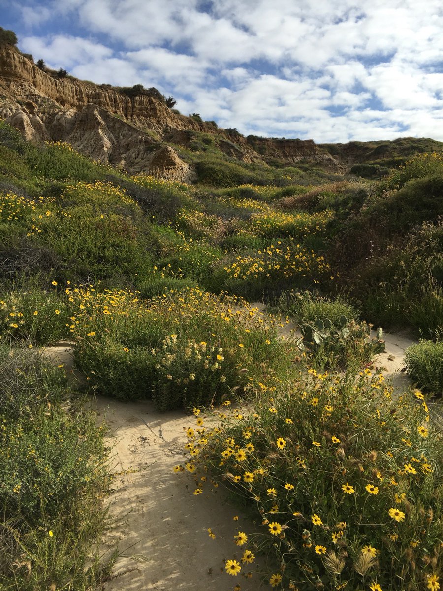 Seeing4Yourself's tweet photo. #TorreyPinesStateReserve #TorreyPines #SanDiego #LaJolla #California #cactus #hikingtrails #pacificcoast 
More at https://t.co/4JfSaRGI9e https://t.co/PiCylbPovm