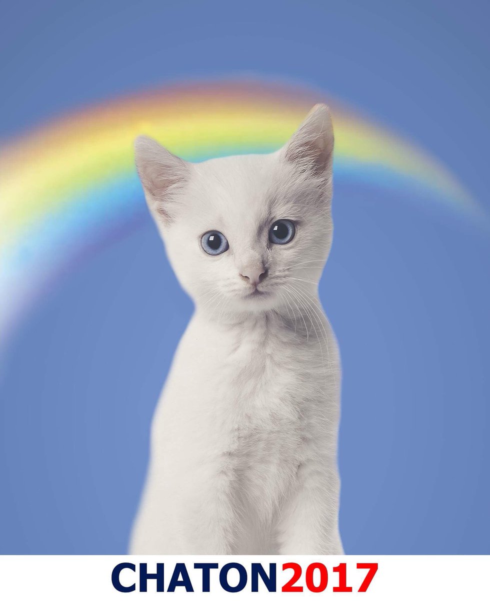 LesChatonsParis's tweet photo. 2e perdant soir, le candidat "Chaton". Merci de ns avoir soutenu, ns vs donnerons de l'Amour tout de même 🙈❤
#Presidentielle2017 #macron https://t.co/J6ejCmFVjo