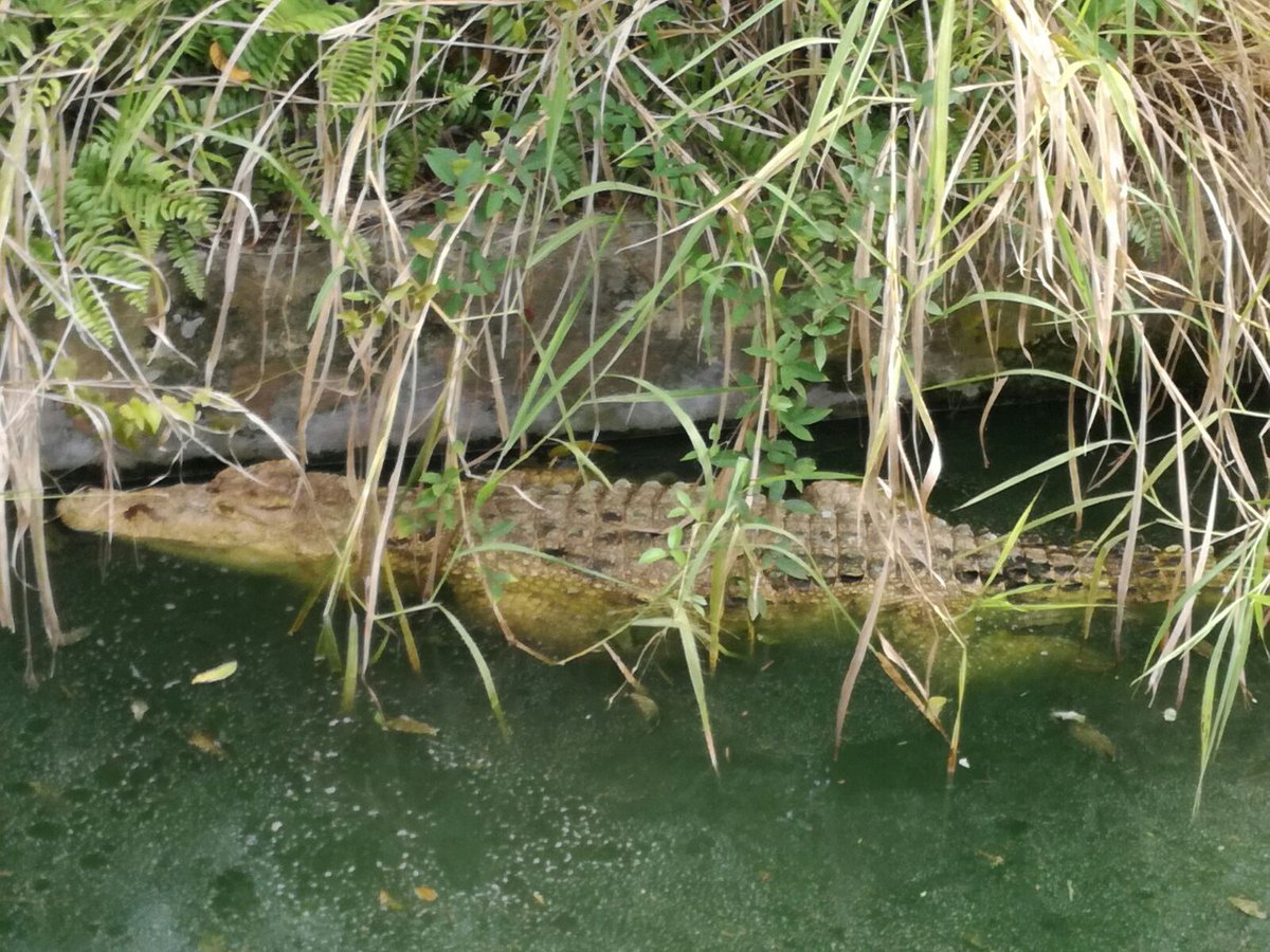 nelldebudjala's tweet photo. Un crocodile au jardin botanique de Mbandaka
#equateurforever
#tourisme
#potentieldelaRDC
#DRCneedsvision https://t.co/ZJFdhRIDKY