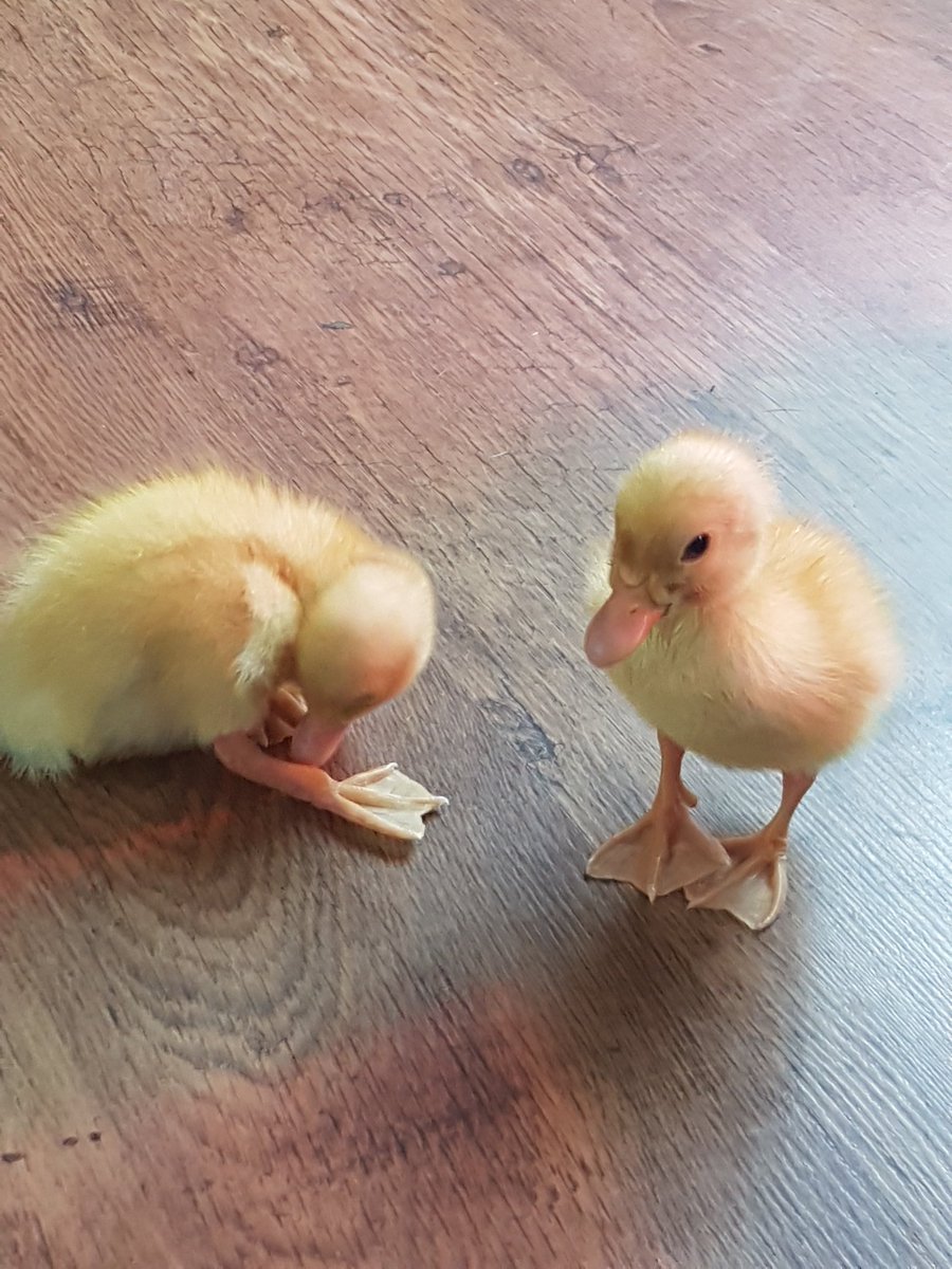 clareford17's tweet photo. Donald and daisy 🦆🦆 has had a great weekend back to nursery tomorrow .#gentlehands #caring #language #exploringnature @AbbeywoodTots https://t.co/ThHPWGqKyp