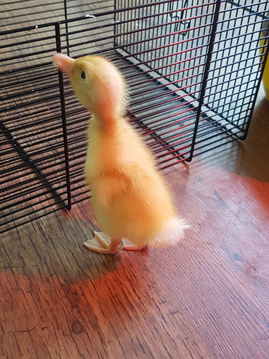 clareford17's tweet photo. Donald and daisy 🦆🦆 has had a great weekend back to nursery tomorrow .#gentlehands #caring #language #exploringnature @AbbeywoodTots https://t.co/ThHPWGqKyp