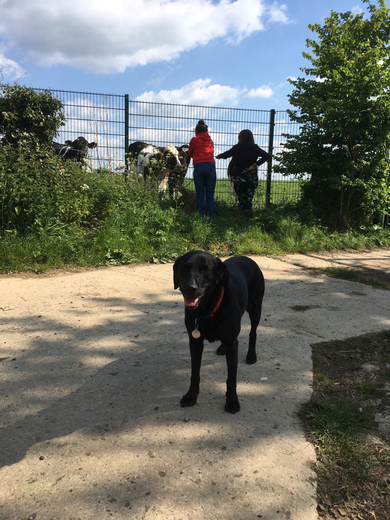 blackbrecon's tweet photo. Beautiful day in #Keevil my mistresses were more focused on the cows then me 😦 https://t.co/CbvfMdKKmO