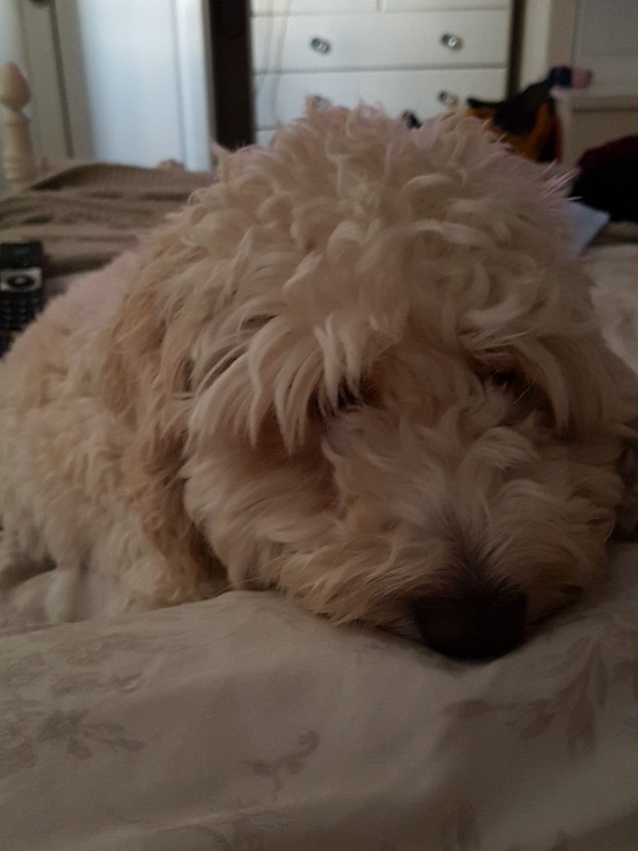 m1ss_muffintop's tweet photo. We're having snuggles in bed again #mini #moomoo #cockapoo #pyppy #babygirl https://t.co/07YTSNfyoR