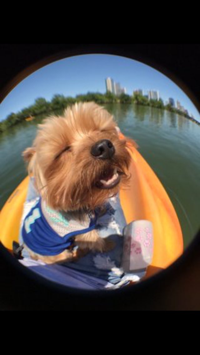 DailyDogs__ tweet picture