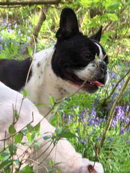 millypod1's tweet photo. 🆘#STOLEN #ScanMe 
YOUNG Boston x Frenchie Male  PLEASE SHARE
#Arthog #Meirionnydd #Gwynedd #NorthWales #Wales #LL39 https://t.co/28vMLQS8fJ https://t.co/y1P3baKfcB